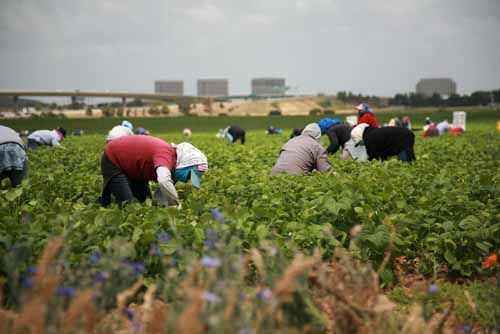 Farm laborers work during harvest season.
